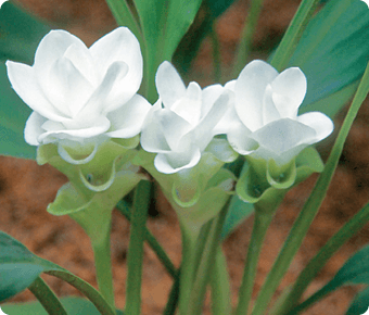 クルクマとは？