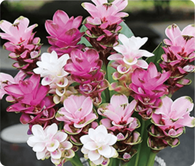 クルクマとは？