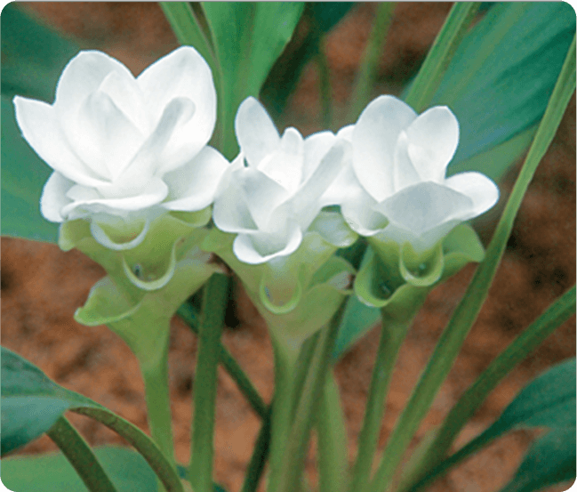 クルクマとは？