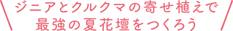 ジニアとクルクマの寄せ植えで最強の夏花壇をつくろう