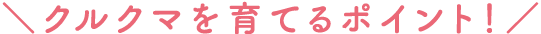 クルクマを育てるポイント