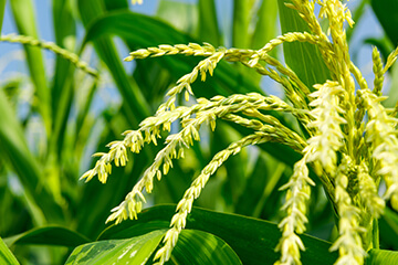 雄穂を切り取る