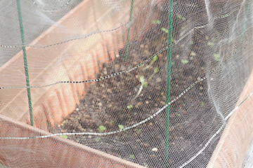 雌穂にネットをかける