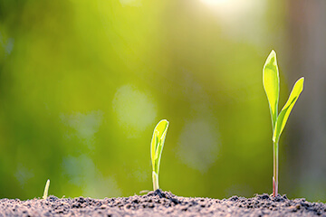 種のまき時期をずらす