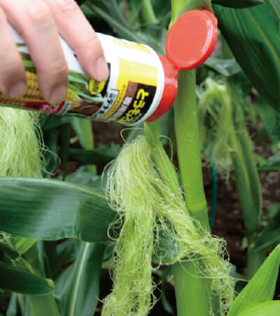 雌穂が出始めたときに