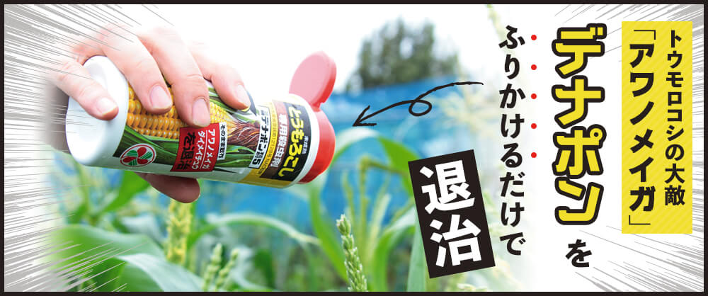 トウモロコシの大敵アワノメイガ！デナポンをまくだけで退治