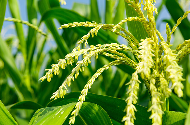 雄穂を切り取る