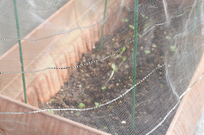 雌穂にネットをかける