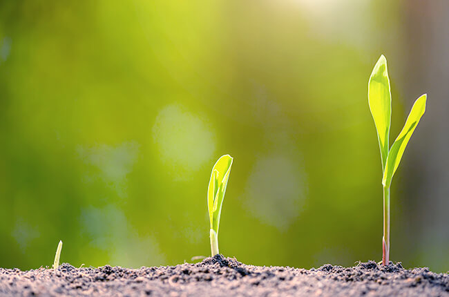 種のまき時期をずらす