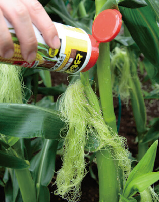 雌穂が出始めたときに