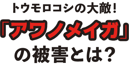 トウモロコシの大敵！「アワノメイガ」の被害とは？