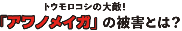 トウモロコシの大敵！「アワノメイガ」の被害とは？