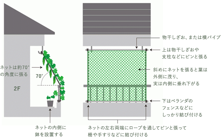 ネットは約70°の角度に張る ネットの内側に鉢を設置する 上は物干しざおや支柱などにピンと張る 斜めにネットを張ると葉は外側に茂り、実は内側に垂れ下がる 下はベランダのフェンスなどにしっかり結び付ける ネットの左右両端にロープを通してピンと張って
            柵や手すりなどに結び付ける