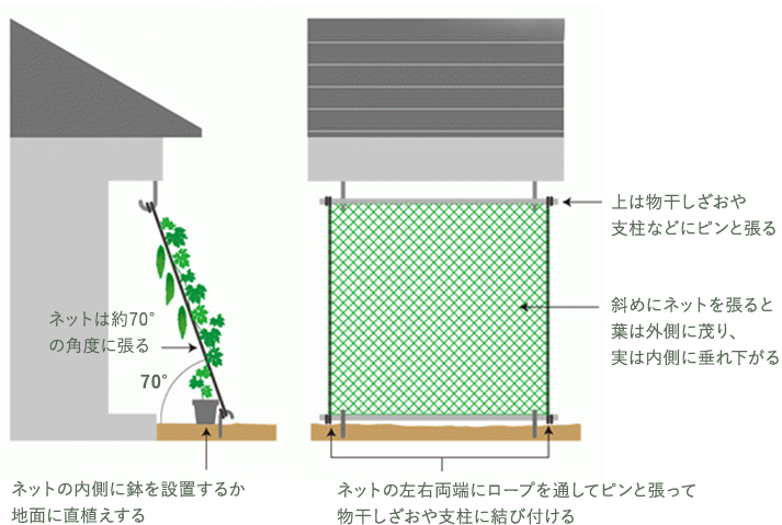 ネットは約70°の角度に張る ネットの内側に鉢を設置するか地面に直植えする 上は物干しざおや支柱などにピンと張る 斜めにネットを張ると葉は外側に茂り、実は内側に垂れ下がる ネットの左右両端にロープを通してピンと張って物干しざおや支柱に結び付ける