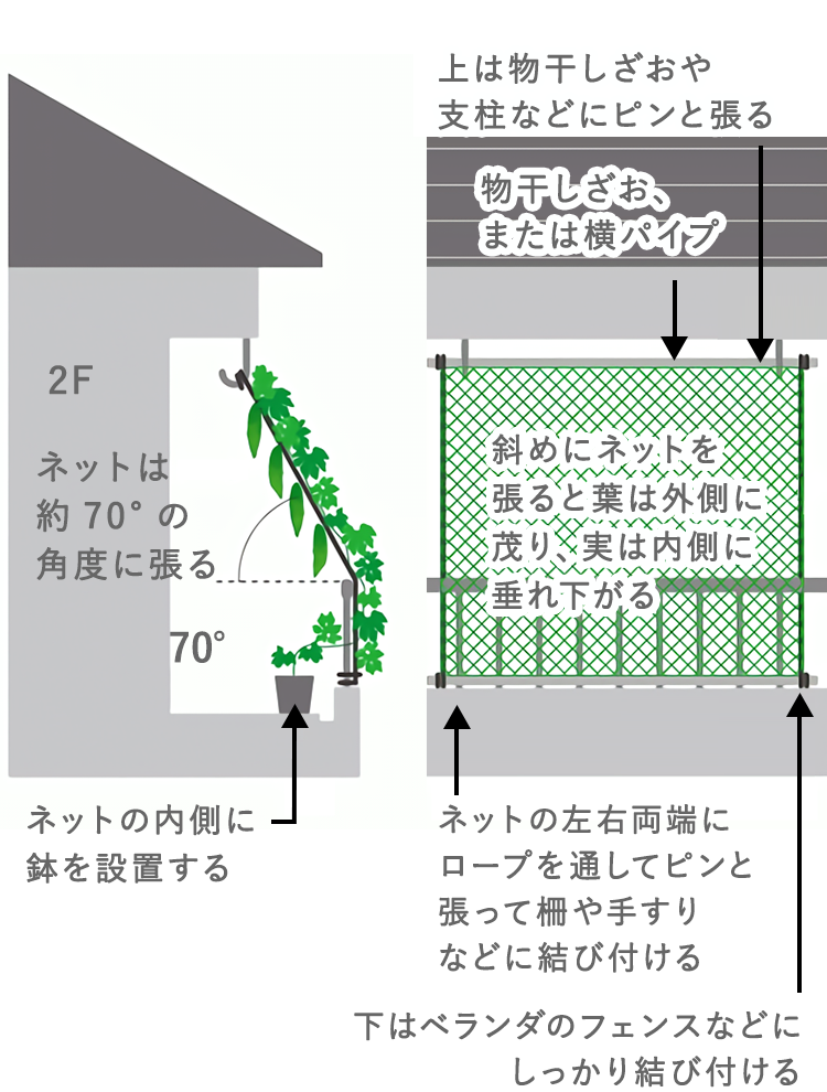 ネットは約70°の角度に張る ネットの内側に鉢を設置する 上は物干しざおや支柱などにピンと張る 斜めにネットを張ると葉は外側に茂り、実は内側に垂れ下がる 下はベランダのフェンスなどにしっかり結び付ける ネットの左右両端にロープを通してピンと張って
            柵や手すりなどに結び付ける