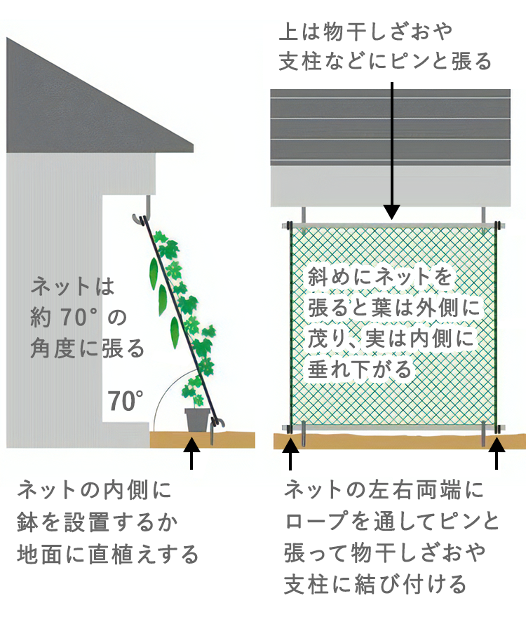 ネットは約70°の角度に張る ネットの内側に鉢を設置するか地面に直植えする 上は物干しざおや支柱などにピンと張る 斜めにネットを張ると葉は外側に茂り、実は内側に垂れ下がる ネットの左右両端にロープを通してピンと張って物干しざおや支柱に結び付ける