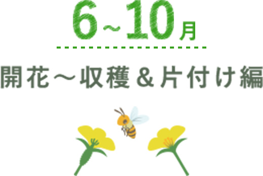 6月~10月 開花~収穫&片付け編
