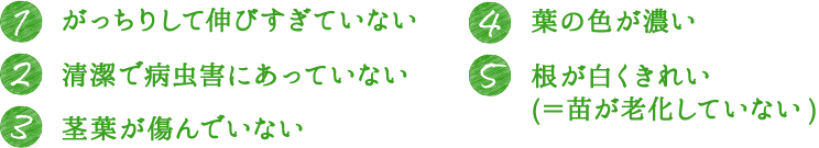 1.がっちりして伸び過ぎていない。 2.清潔で病虫害にあっていない。 3.茎葉が傷んでいない。 4.葉の色が濃い。 5.根が白くきれい（＝苗が老化していない）。