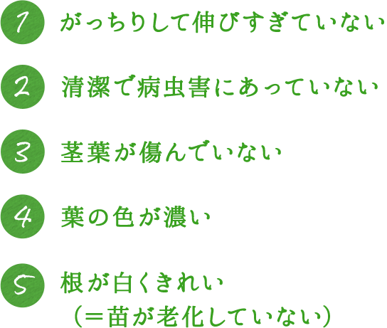 1.がっちりして伸び過ぎていない。 2.清潔で病虫害にあっていない。 3.茎葉が傷んでいない。 4.葉の色が濃い。 5.根が白くきれい（＝苗が老化していない）。