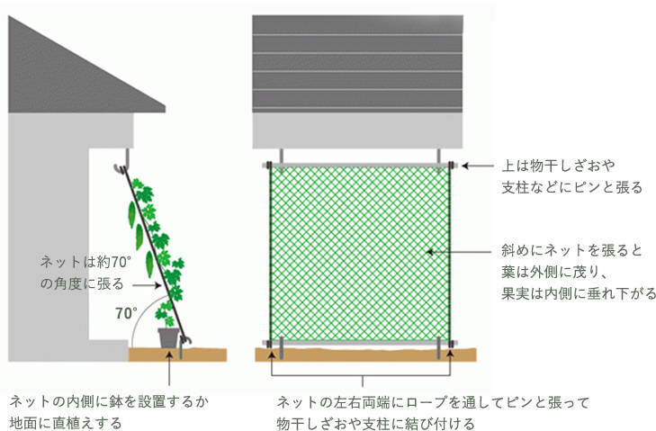 ネットは約70°の角度に張る ネットの内側に鉢を設置するか地面に直植えする 上は物干しざおや支柱などにピンと張る 斜めにネットを張ると葉は外側に茂り、果実は内側に垂れ下がる ネットの左右両端にロープを通してピンと張って物干しざおや支柱に結び付ける