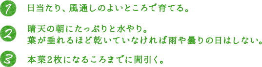 1.日当たり、風通しのよいところで育てる。 2.晴天の朝にたっぷりと水やり。葉が垂れるほど乾いていなければ雨や曇りの日はしない。 3.本葉2枚になるころまでに間引く。
