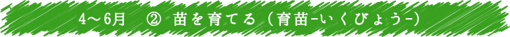 4～6月　② 苗を育てる（育苗-いくびょう-）