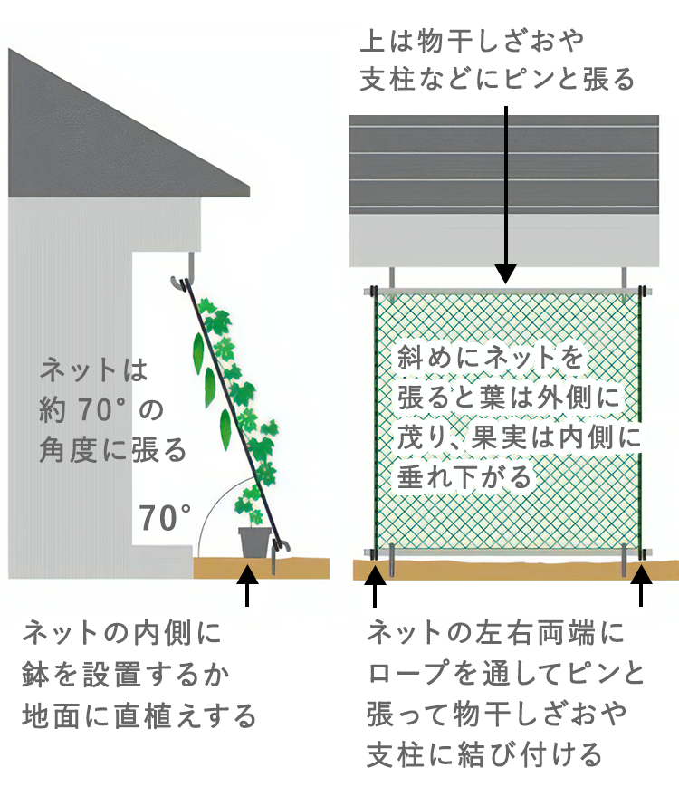 ネットは約70°の角度に張る ネットの内側に鉢を設置するか地面に直植えする 上は物干しざおや支柱などにピンと張る 斜めにネットを張ると葉は外側に茂り、果実は内側に垂れ下がる ネットの左右両端にロープを通してピンと張って物干しざおや支柱に結び付ける
