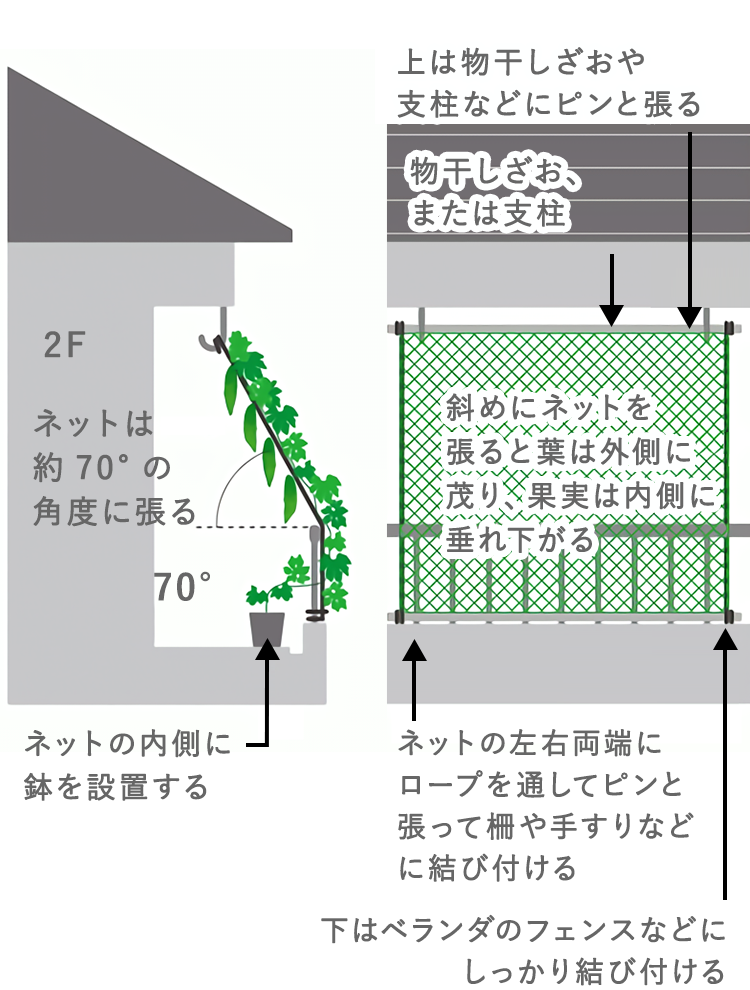 ネットは約70°の角度に張る ネットの内側に鉢を設置する 上は物干しざおや支柱などにピンと張る 斜めにネットを張ると葉は外側に茂り、果実は内側に垂れ下がる 下はベランダのフェンスなどにしっかり結び付ける ネットの左右両端にロープを通してピンと張って
            柵や手すりなどに結び付ける