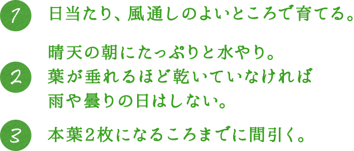 1.日当たり、風通しのよいところで育てる。 2.晴天の朝にたっぷりと水やり。葉が垂れるほど乾いていなければ雨や曇りの日はしない。 3.本葉2枚になるころまでに間引く。