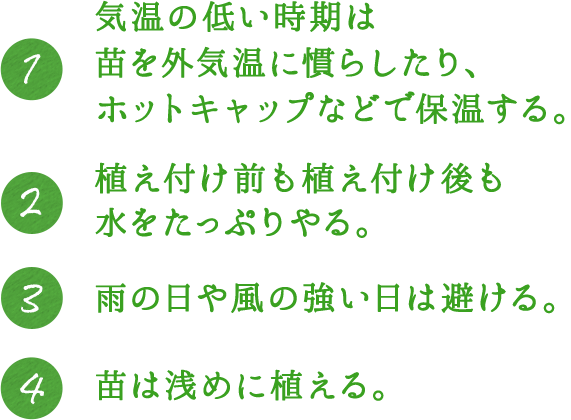 1.気温の低い時期は苗を外気温に慣らしたり、ホットキャップなどで保温する。 2.植え付け前も植え付け後も水をたっぷりやる。 3.雨の日や風の強い日は避ける。 4.苗は浅めに植える。