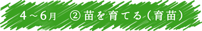 4～6月　② 苗を育てる（育苗-いくびょう-）