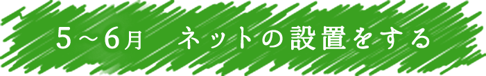 5～6月　ネットの設置をする
