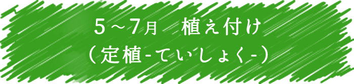 5～7月　植え付け（定植-ていしょく-）