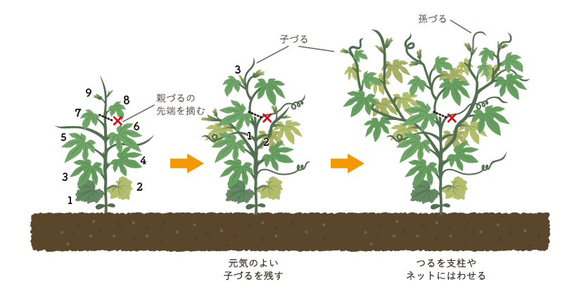 親づるの先端を摘む　元気のよい子づるを残す　つるを支柱やネットにはわせる