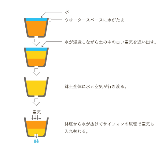 ウオータースベースに水がたまる。水が浸透しながら土の中の古い空気を追い出す。鉢土全体に水と空気が行き渡る。鉢底から水が抜けてサイフォンの原理で空気も入れ替わる。