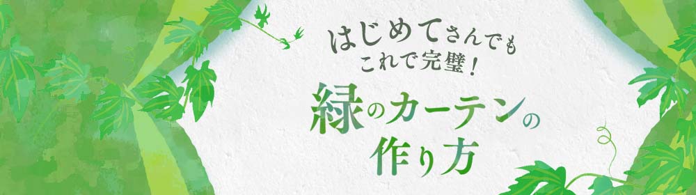 はじめてさんでもこれで完璧!緑のカーテンの作り方
