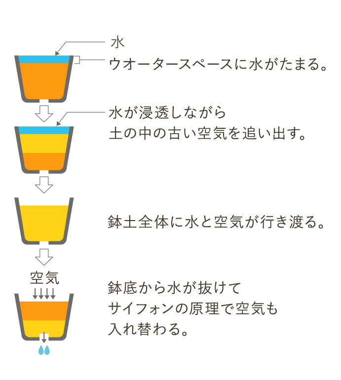 ウオータースベースに水がたまる。水が浸透しながら土の中の古い空気を追い出す。鉢土全体に水と空気が行き渡る。鉢底から水が抜けてサイフォンの原理で空気も入れ替わる。