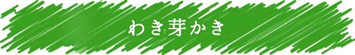わき芽かき