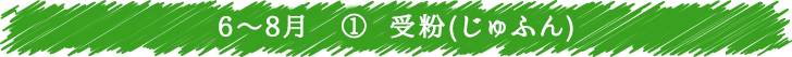 6月～8月　① 受粉