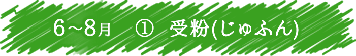 6月～8月　① 受粉