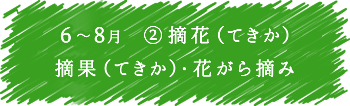 6～8月　② 摘花(てきか)・摘果(てきか)・花がら摘み