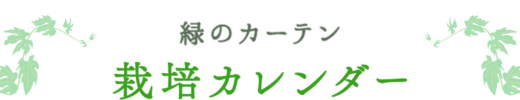 緑のカーテンの作り方