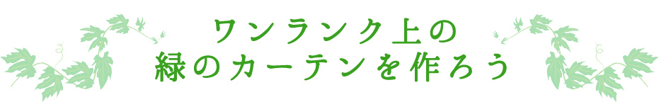 ワンランク上の緑のカーテンを作ろう