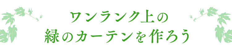 ワンランク上の緑のカーテンを作ろう