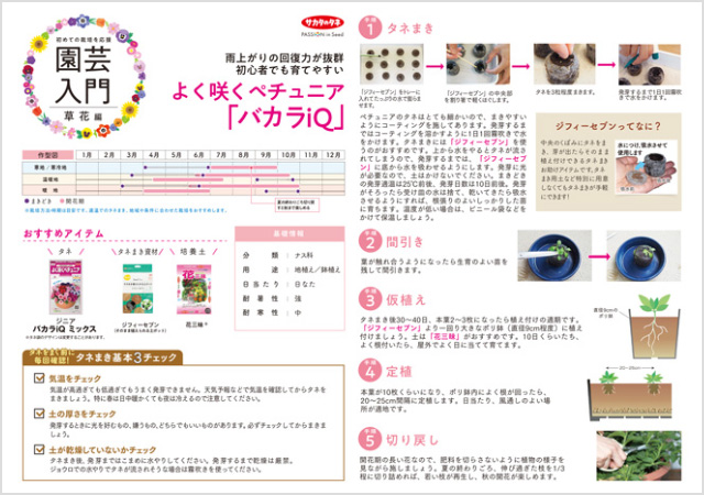 よく咲くペチュニア バカラiQ栽培の解説イメージ画像