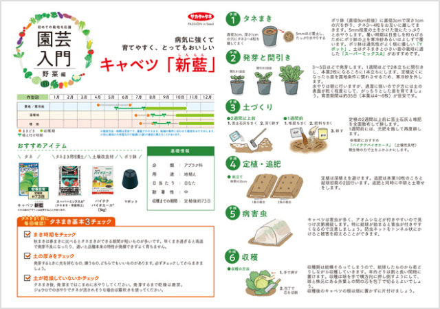 キャベツ 新藍栽培の解説イメージ画像