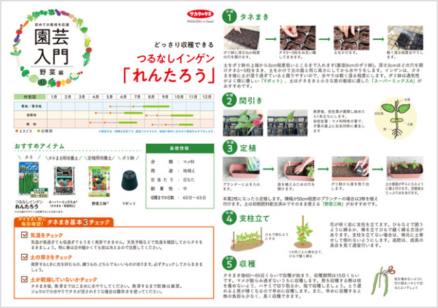 つるなしインゲン れんたろう栽培の解説イメージ画像