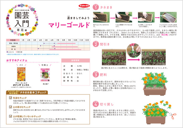 マリーゴールド栽培の解説イメージ画像