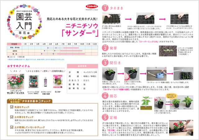 ニチニチソウ サンダー栽培の解説イメージ画像