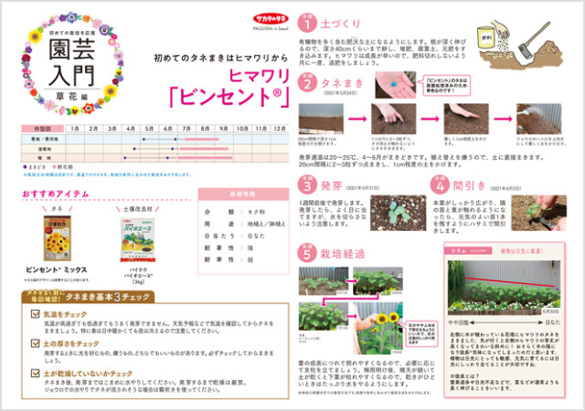 ヒマワリ ビンセント栽培の解説イメージ画像